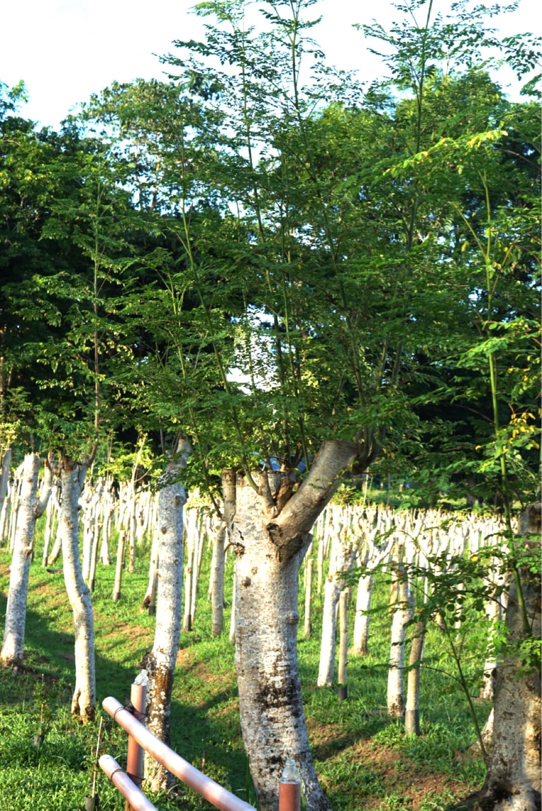 A moringa plantation in cultivation